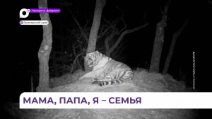 Прогуливающуюся полосатую семейку запечатлели фотоловушки на «Земле леопарда»