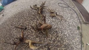 Как найти и обработать корягу для аквариума?