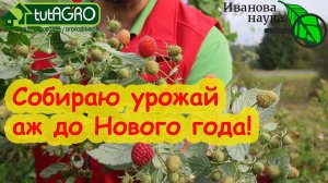 НЕ ОБРЕЗАЙТЕ ОСЕНЬЮ МАЛИНУ, не посмотрев это видео! Как собрать гораздо больше урожая с куста.