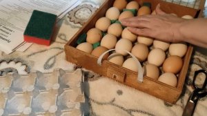 Закладываем яйца в инкубатор первый раз в жизни. Эксперимент. Купили дом в деревне.