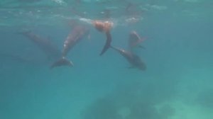 Хургада ,2020 экскурсия из Хургада (дом делфинов).в красном море