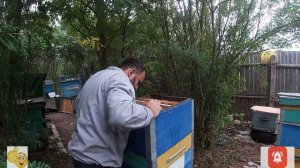 Подсадка плодных маток на расплод.