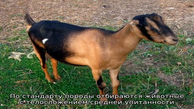 Козы породы Ламанча