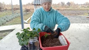 Перекись водорода для пеларгоний и других растений ?