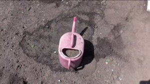 Подкормка клубники весной куриным пометом