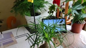 БОКАРНЕЯ (НОЛИНА). Купила по АКЦИИ. МЕТОДИКА ухода для НОВИЧКОВ. ПЕРЕСАДКА. ГРУНТ