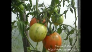 Китайский сорт. Дзы Бы Ю