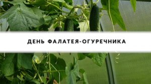 НАРОДНЫЕ ПРИМЕТЫ НА 2 ИЮНЯ – ДЕНЬ ФАЛАТЕЯ-ОГУРЕЧНИКА
