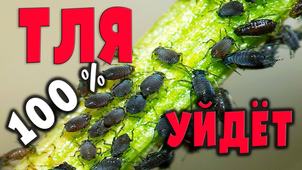 Тля уйдет 100 % - без химии