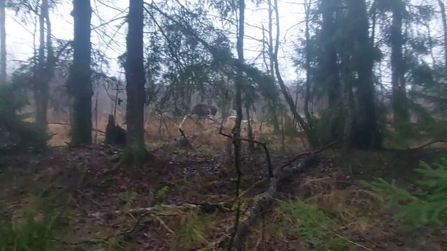 Лайки работают лосей