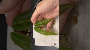 Первая Посылка с Хойями в новом 2023 году.