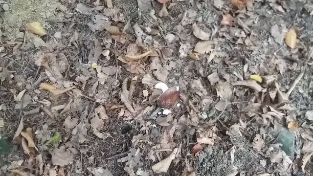 ?це не білий ?..? люблю поспорити?#mushroom #загрибами #погрибы #гриби #грибы #грибивкарпатах