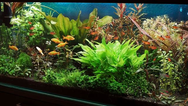 Аквариум на самодельной питательной подложке и аквариум на грунте Амазония смотреть онлайн