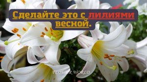 Сделайте это с лилиями весной, и они отблагодарят пышным цветением.💐