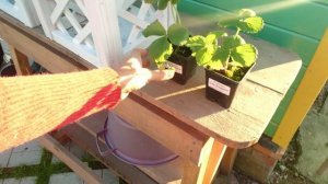 Видео привет с 6 соток 17 сентября 2023 года.