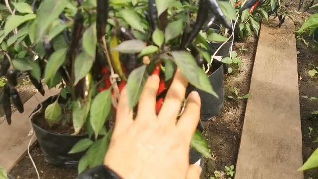 Сладкий стал ОСТРЫМ ПЕРЦЕМ! КАК этого избежать если перцы растут все в одной теплице! ПЕРЕОПЫЛЕНИЕ