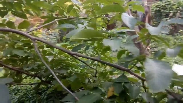 Грецкий орех и его свойства - walnut смотреть онлайн