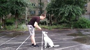 Дрессировка собак |как научить собаку сидеть лежать стоять | комплекс сидеть лежать стоять