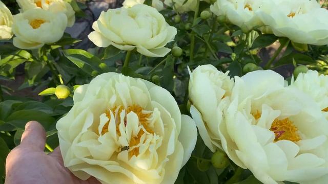 Peony Lemon Chiffon Пион Лемон Шифон смотреть онлайн