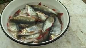 12 Как солить рыбу и как сушить рыбу Вкусный рецепт воблы // Russia Volga fishing