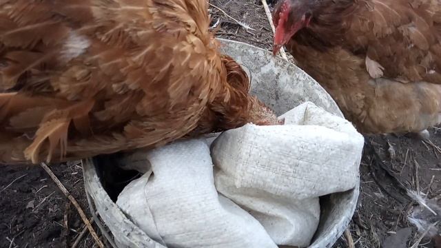 лучше божьих коровок смотреть онлайн