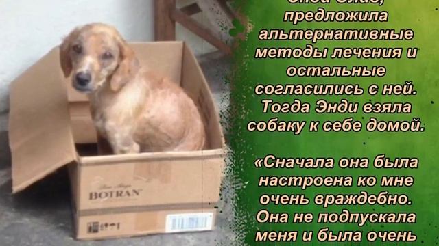 ШКОЛЬНИКИ ПОДКАРМЛИВАЛИ БОЛЬНОГО И ГОЛОДНОГО ЩЕНКА, НО КРОХЕ НУЖНА БЫЛА ПОМОЩЬ ПРОФЕССИОНАЛОВ смотреть онлайн