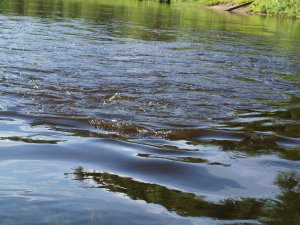 Черная Кедва. Экскурсия по реке на водометной лодке. Красивая северная природа.