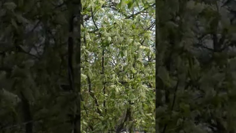 flowers tree  цветет черемуха