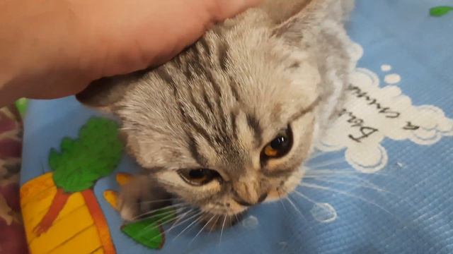Говорящая кошка повторяет слово "мама" #кошкаириска #говорящийкот