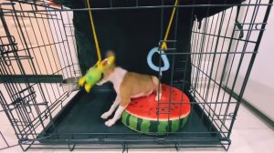 Придумали как развлечь щенка | басенджи Смарт