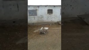 Бой гусей . Серый против Белого !