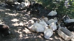 Вес утят в месяц - скорость роста//Чем я кормлю утят с месяца