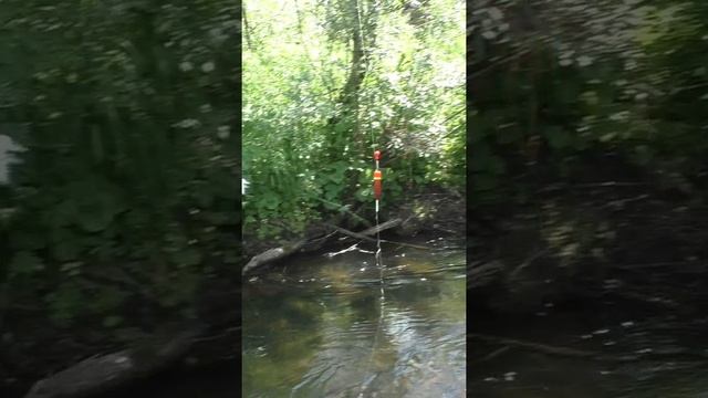 1469 Удочка Поплавок Тайга #дмитрийяков #рыбалка #тайга #fishing #хариус #выживалово #hunting #охота