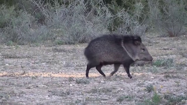 PCP пневматика. Охота на дикую свинью. смотреть онлайн