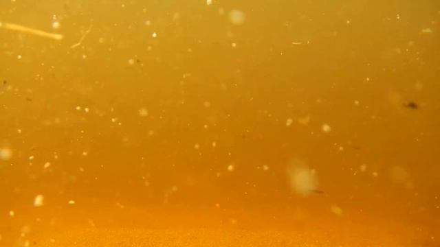 Рыбья молодь жрет прикормку в Вуоксе смотреть онлайн