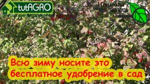 ТЛЯ ИСЧЕЗНЕТ, ЕСЛИ БУДЕТЕ НОСИТЬ ЭТИ ОТХОДЫ В САД. Не выбрасывайте, а тащите их в сад и огород!