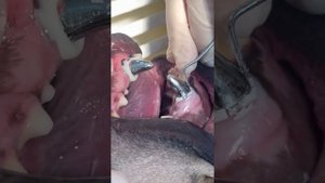 Установка металлической Коронки собаке.