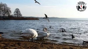 Happy Birds (медленная музыка чилаут релакс)