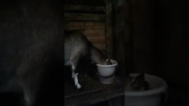 Окот козы. Послеродовые осложнения. Эндометрит. Деревенская жизнь. смотреть онлайн