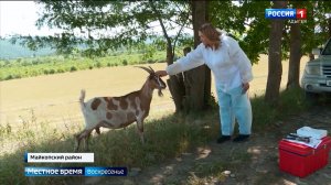 В Майкопском районе продолжается маркировка сельскохозяйственных животных