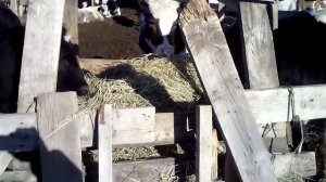 Что выбирают быки сено или солому.