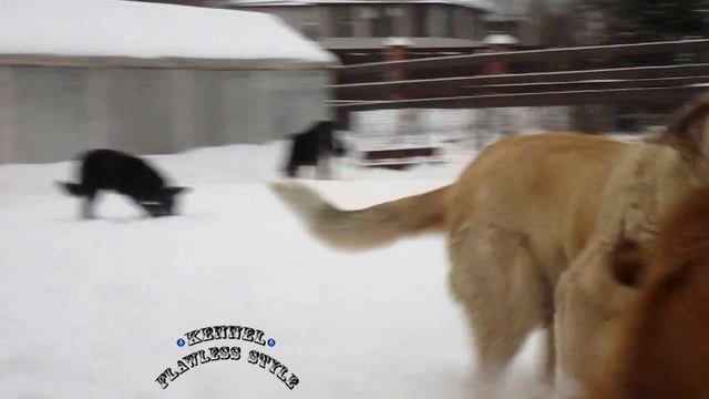 испанские мастифы питомник смотреть онлайн