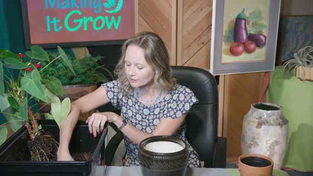 Anthuriums смотреть онлайн