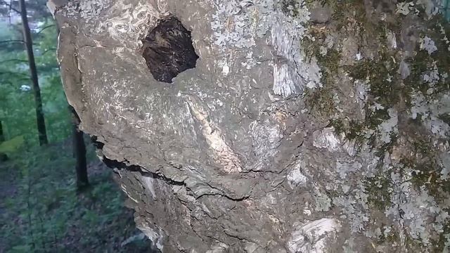 Александр Пичуев СИЛЬНАЯ ПОРЧА ПРИЗВАТЬ КРИВУНА!АВТОРСКАЯ #ЕКАТЕРИНБУРГ смотреть онлайн