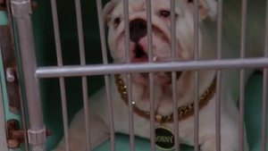 Крестный пес