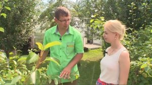 Кротонол - эффективное средство от кротов