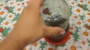 Как укоренить черенок розы в домашних условиях.