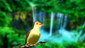 Masteran Burung Luar Negeri Juara Suara Unik HD AUDIO - Icterine Warbler (Hippolais icterina)