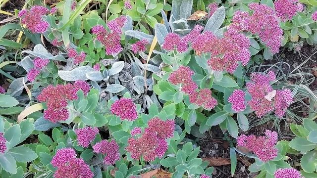 ОЧИТОК ВИДНЫЙ Седум смотреть онлайн