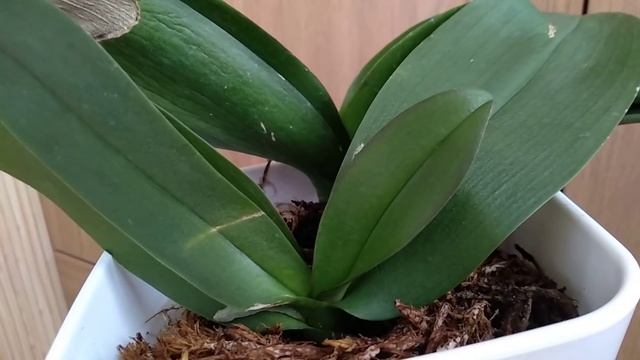 ВНЕСИ ПЕРЕКИСЬ орхидеи ОБРАСТУТ корнями! ПЕРЕКИСЬ СТИМУЛ корней орхидеи! ПЕРЕКИСЬ СПАСАЕТ корни! смотреть онлайн